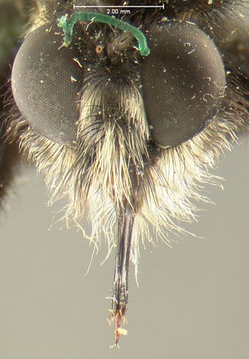 Media type: image;   Entomology 12840 Aspect: head frontal view